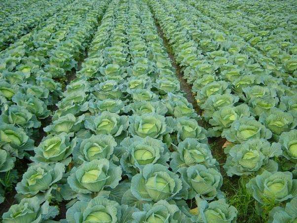 農(nóng)業(yè)品牌策劃怎樣做才完美呢？