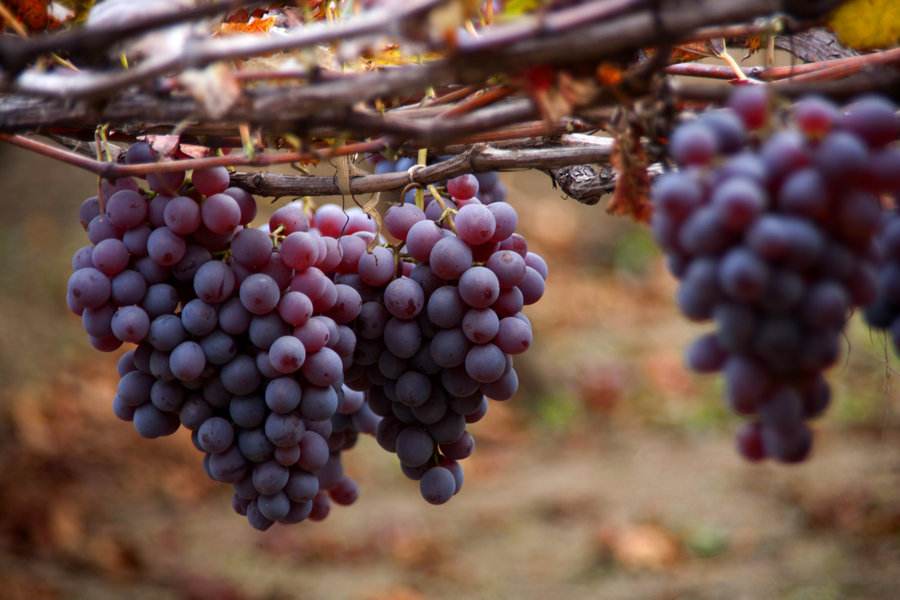 農(nóng)業(yè)品牌營銷：葡萄品牌營銷好做嗎？怎么做呢？