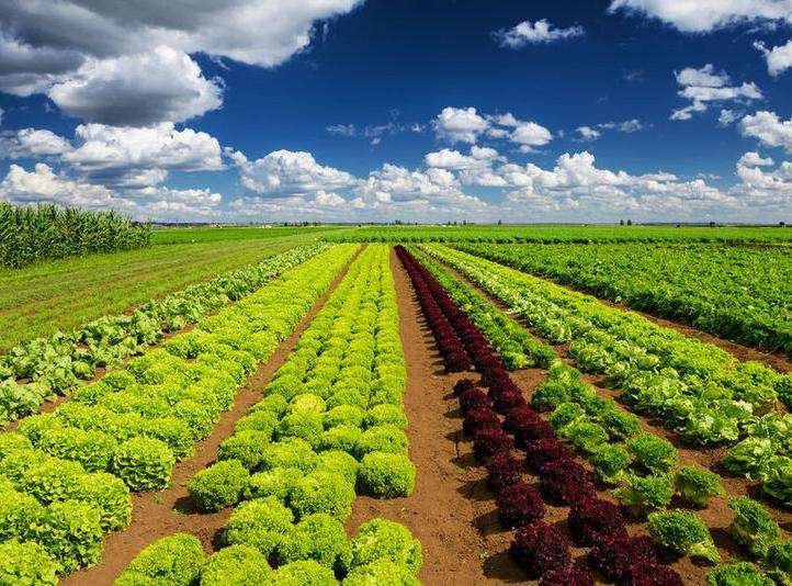 農(nóng)產(chǎn)品品牌設計有多重要？