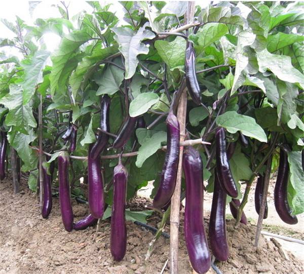 如何農(nóng)產(chǎn)品品牌設計影響用戶？