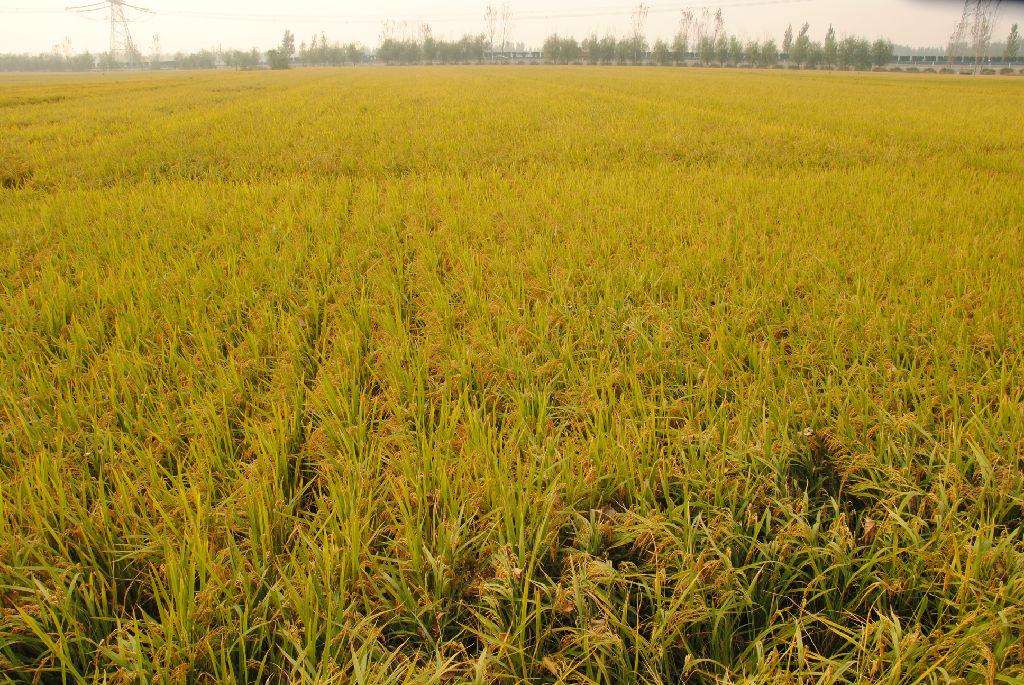 品牌定位，農(nóng)業(yè)品牌定位，大米品牌定位