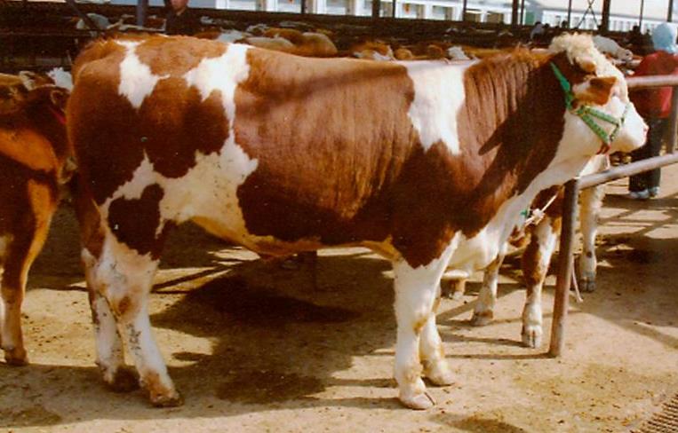 肉牛產(chǎn)業(yè)全案營(yíng)銷策略