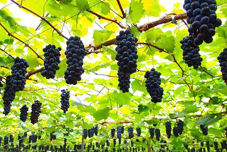 聚焦品牌轉(zhuǎn)型升級(jí)，推動(dòng)馬陸葡萄品牌力持續(xù)向上