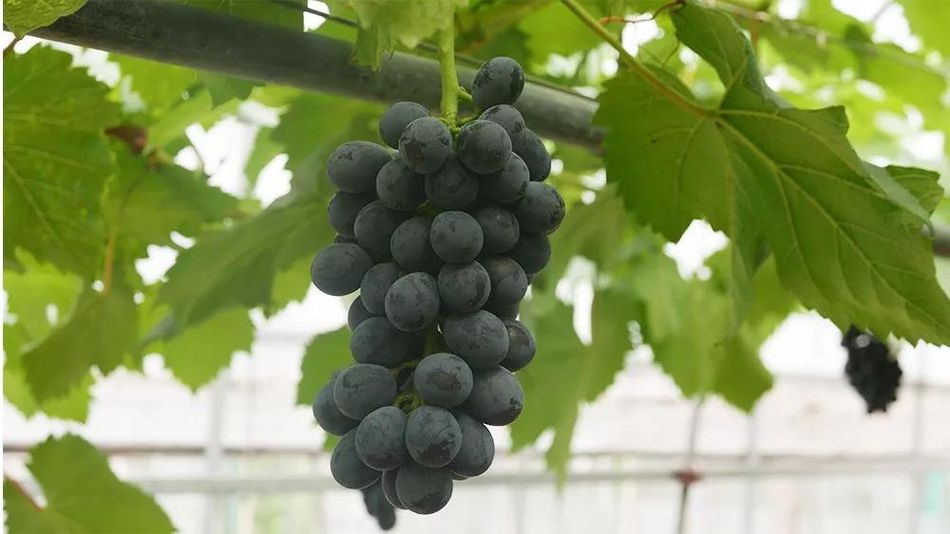 聚焦品牌轉(zhuǎn)型升級(jí)，推動(dòng)馬陸葡萄品牌力持續(xù)向上