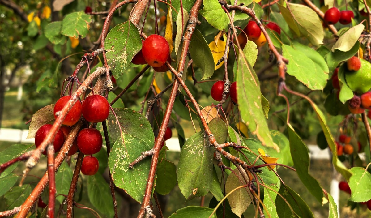 新疆水果企業(yè)全國知名品牌營銷戰(zhàn)略方案