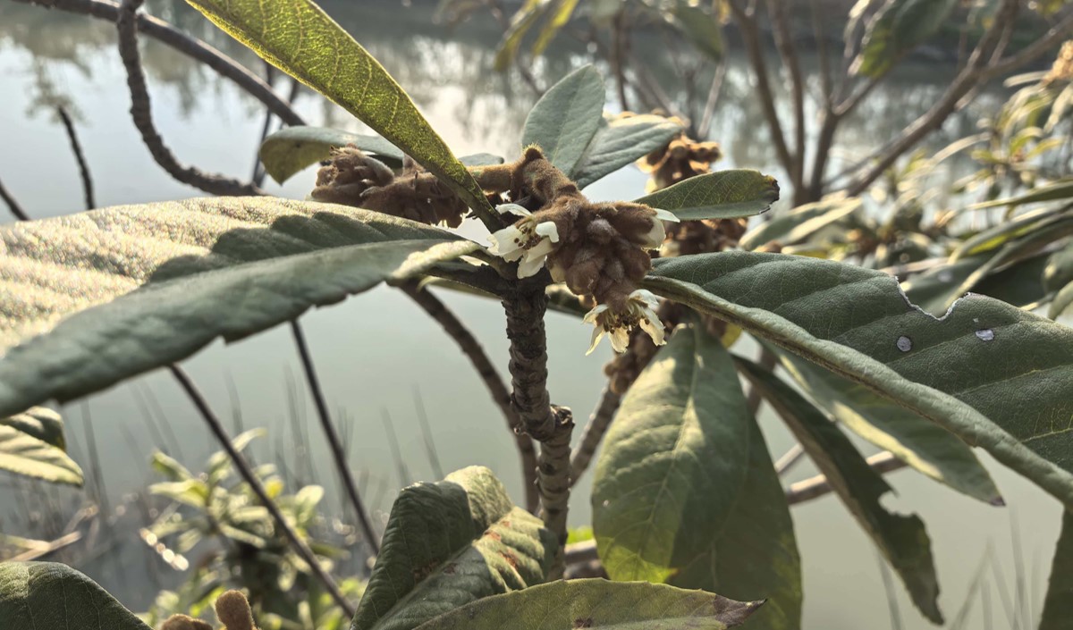 如何打造一個(gè)讓人無(wú)法拒絕的特色農(nóng)業(yè)品牌