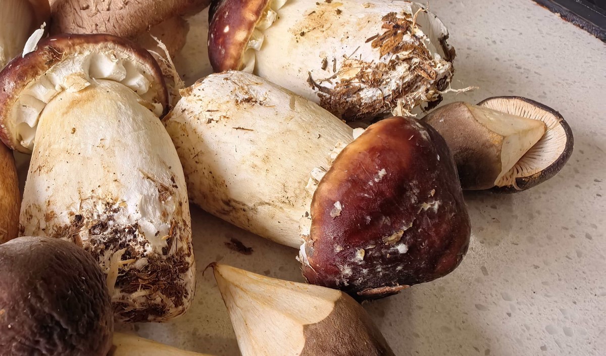 菌菇類(lèi)農(nóng)產(chǎn)品品牌化路徑探析 菌菇類(lèi)農(nóng)產(chǎn)品品牌化路徑探析